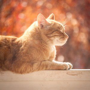 Meet your Posher, Kunbaobao